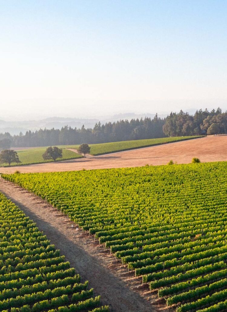 best Willamette Valley Wineries