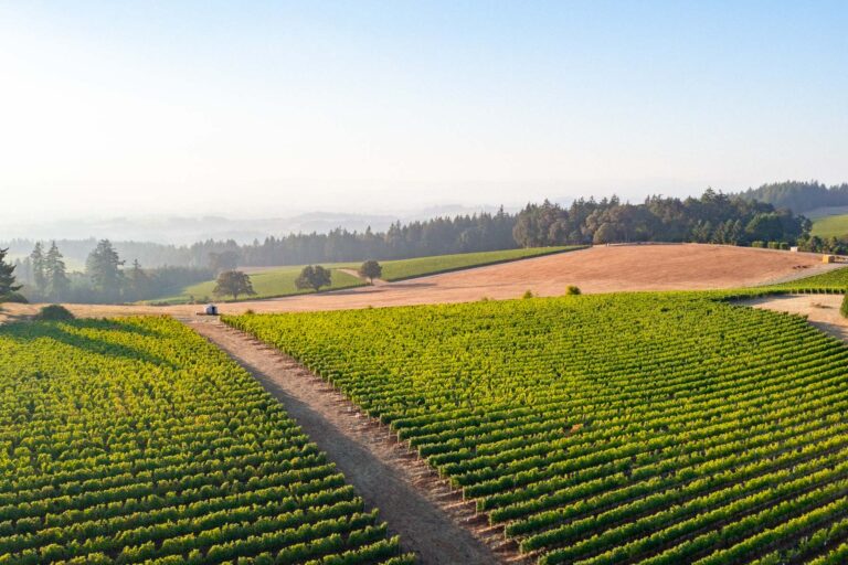 Willamette Valley vineyards