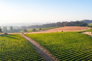 Vineyards near Bergstr&ouml;m from above