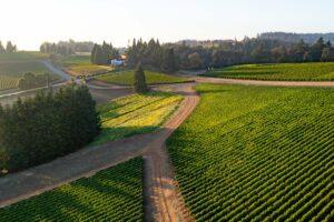 Vineyard rows near Soter from above