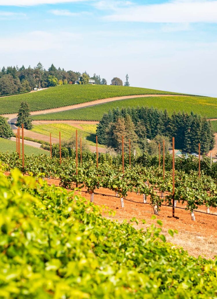 Rows of grapevines rolling across a green Willamette Valley hillside under a soft sky