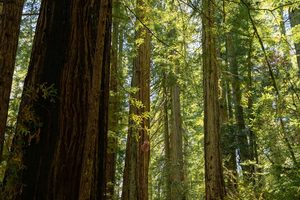 Oregon Redwoods Trail