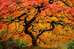 Portland Japanese Garden in the fall
